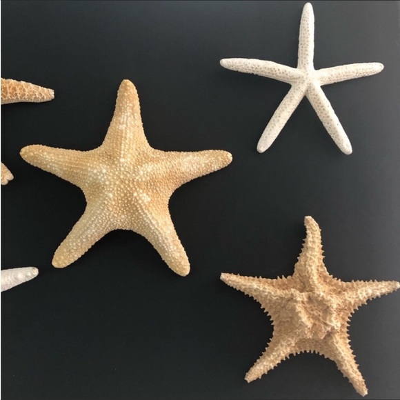 NWT Large 20x30” Black Canvas STARFISH COLLECTIBLE ART - Picture 3 of 7